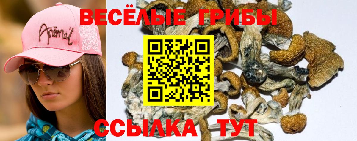 Галлюциногенные грибы Psilocybine cubensis  Вход с VPN  Псилоцибиновые грибы GOLDEN TEACHER  Уссурийск 